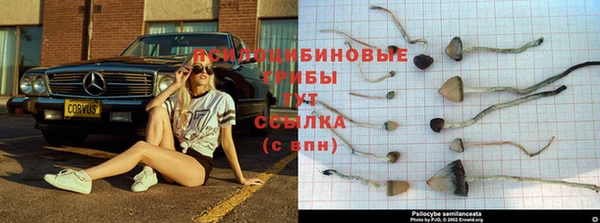 стафф Абинск